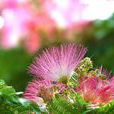 合歡花(薔薇目豆科植物) 合歡花(薔薇目豆科植物)