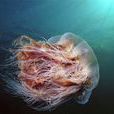 獅鬃水母 獅鬃水母