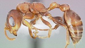 金合歡螞蟻