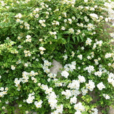 地薔薇 地薔薇