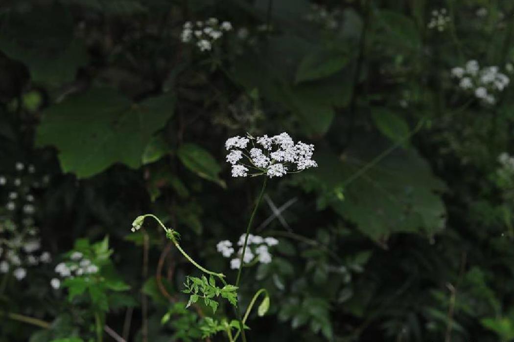 白苞芹(香藁本(傘形科植物)) 白苞芹(香藁本(傘形科植物))