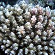 松枝鹿角珊瑚