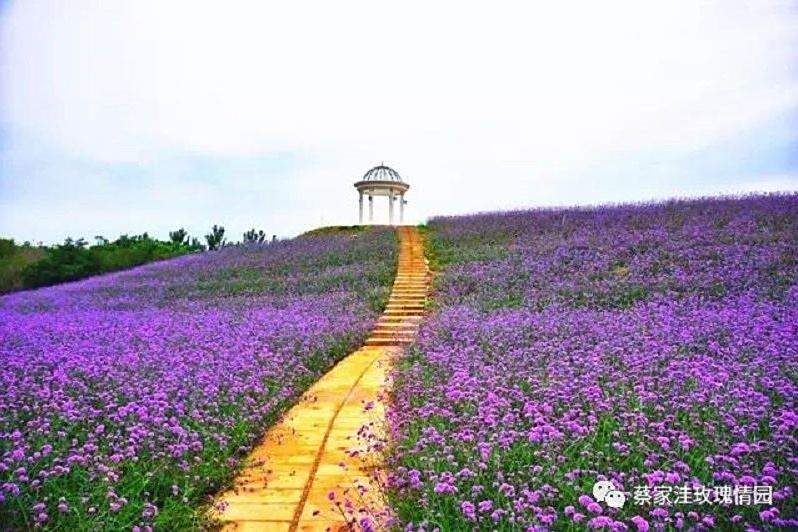 玫瑰情園 玫瑰情園
