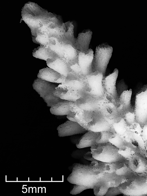狹片鹿角珊瑚
