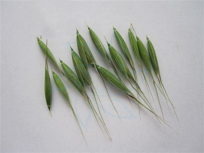 變綠異燕麥(羅氏異燕麥) 變綠異燕麥(羅氏異燕麥)