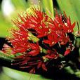 紅欖李