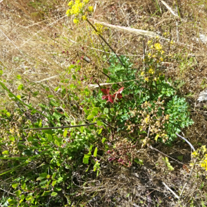 Lomatium parvifolium