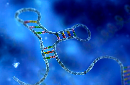micro RNA(小分子RNA)