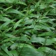 淡竹葉(碎骨子(出自《中華本草》)) 淡竹葉(碎骨子(出自《中華本草》))