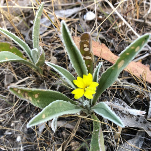 Goodenia willisiana