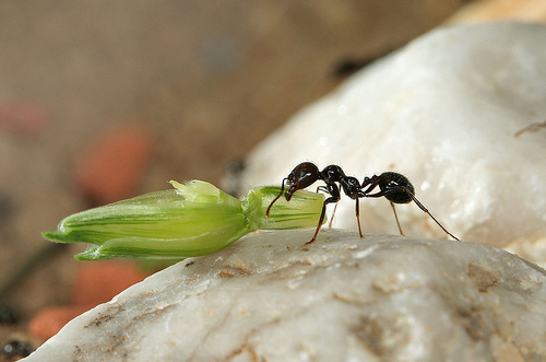 野蠻收穫蟻正在收集種子