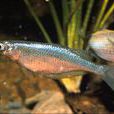 浪花銀漢魚 浪花銀漢魚