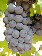 Pinotage葡萄