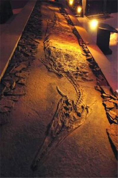 新中國龍化石館