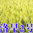 洛旱2號(豫審麥2001010) 洛旱2號(豫審麥2001010)