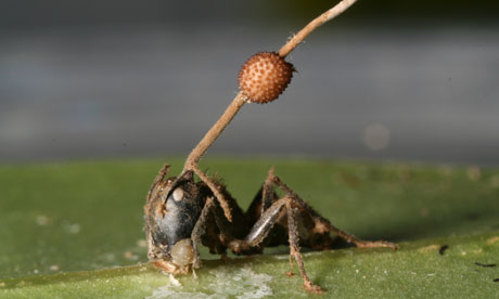 感染的螞蟻 圖片來源：David Hughes
