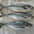 鐵甲魚 鐵甲魚