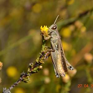 Marasmodes undulata