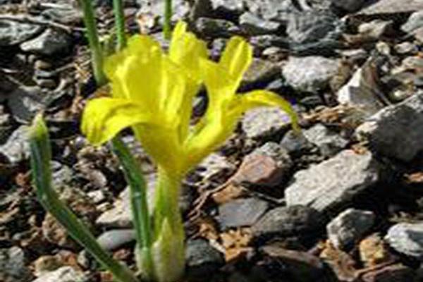 Iris danfordiae