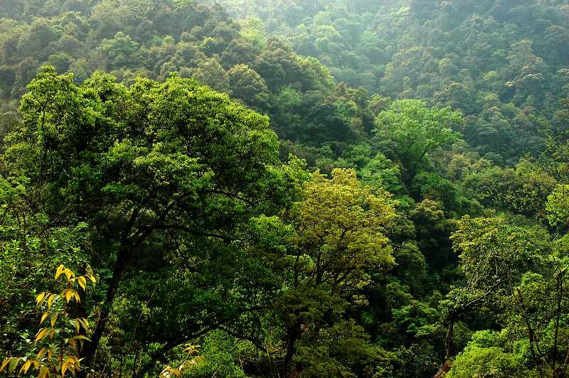 亞熱帶常綠闊葉林景觀