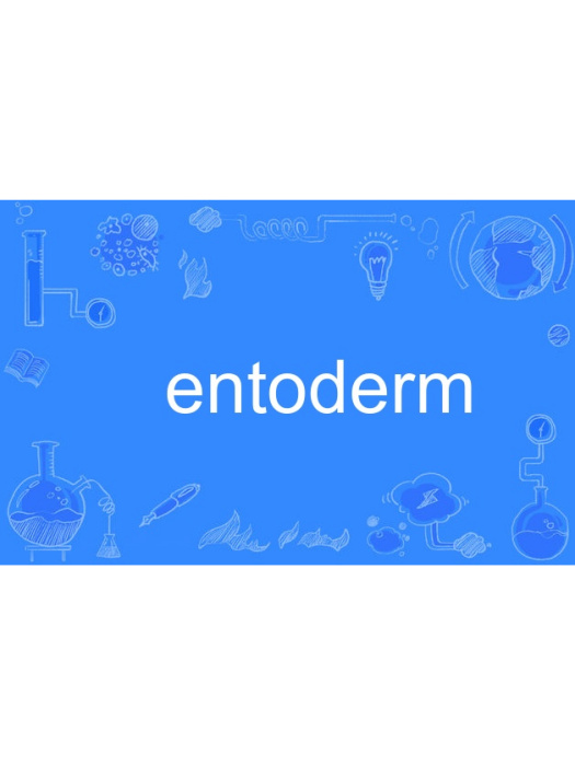 entoderm entoderm