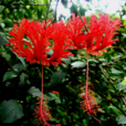 吊燈花 吊燈花