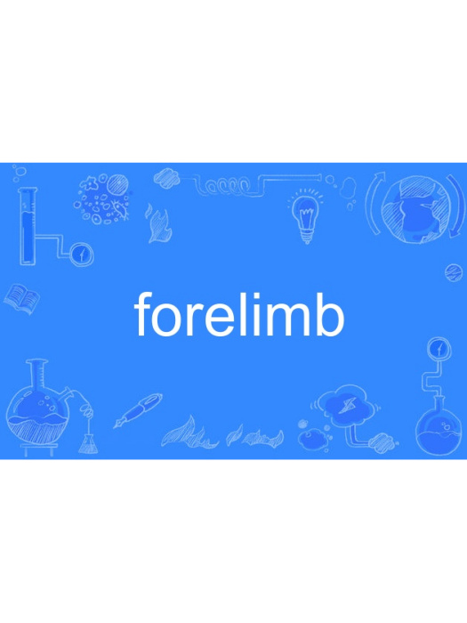 forelimb forelimb