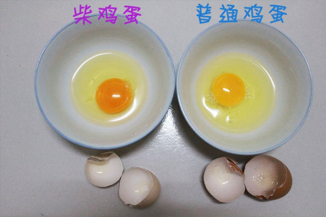 柴雞蛋與普遍柴雞蛋對比