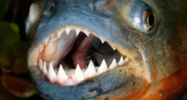 水虎魚的牙齒