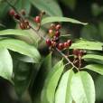 超長柄茶 超長柄茶