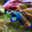 青蛙魚 青蛙魚