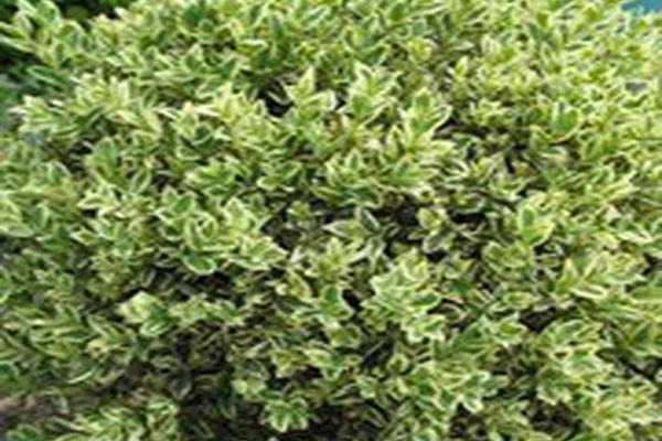 Buxus sempervirens \x27Silver Beauty\x27 Buxus sempervirens \x27Silver Beauty\x27
