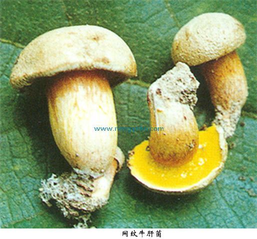 網紋牛肝菌 網紋牛肝菌