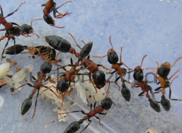 紅黑細長蟻（Tetraponera rufonigra）的蟻后、工蟻和卵幼