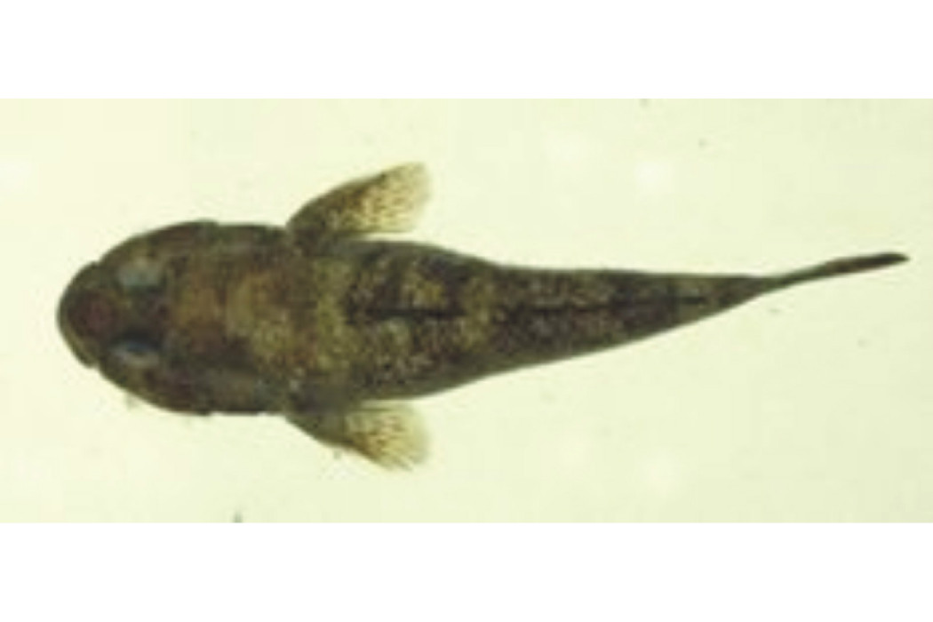 闊頭深鰕虎魚 闊頭深鰕虎魚