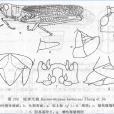 綠異爪蝗 綠異爪蝗