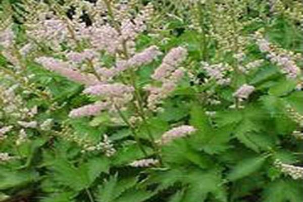 Astilbe chinensis \x27Finale\x27 Astilbe chinensis \x27Finale\x27