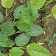 葫蘆茶屬 葫蘆茶屬