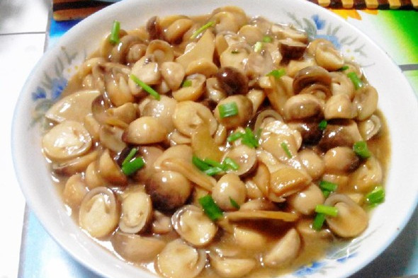 柿子草菇 柿子草菇