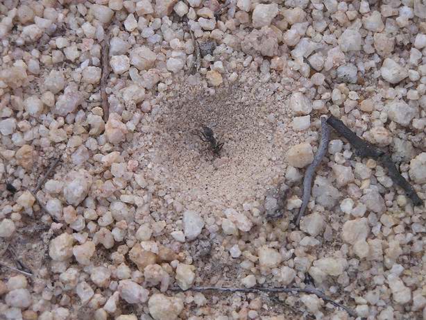 沙牛撲食小蟲的沙漏型陷阱