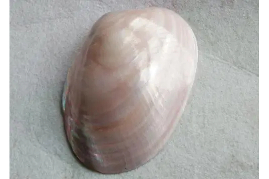 珍珠母貝