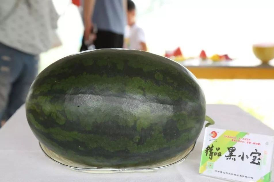精品黑小寶 精品黑小寶