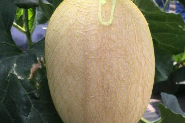 伯洪蜜13號 伯洪蜜13號