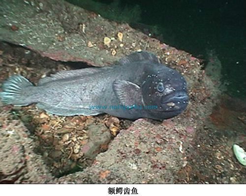 額鱷齒魚 額鱷齒魚
