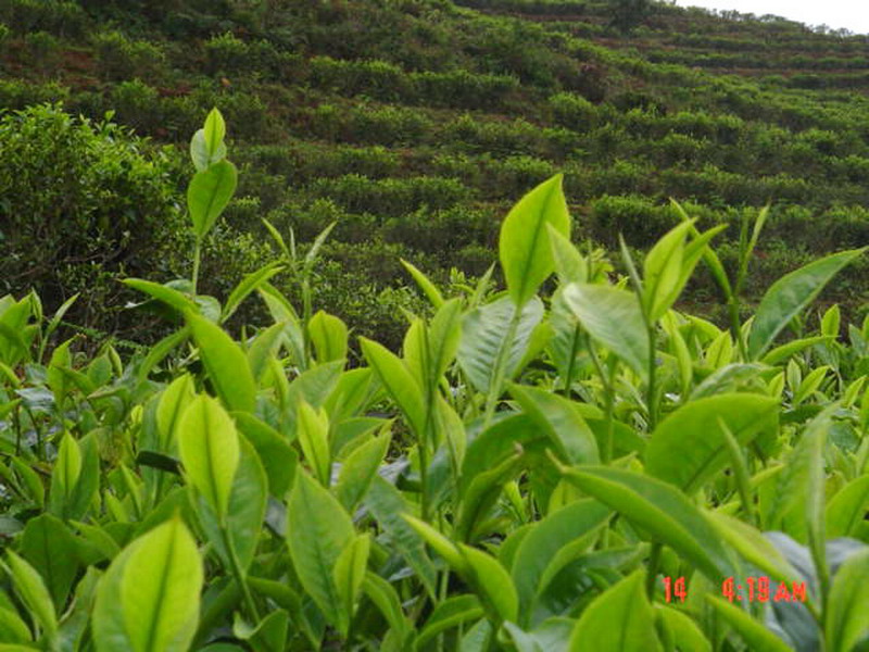 忙丙鄉茶芽種植