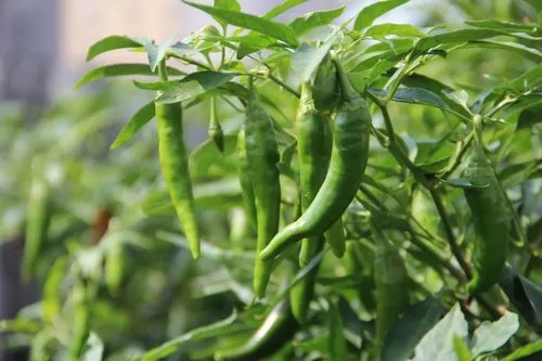 華之秀36 華之秀36
