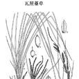 瓦屋薹草 瓦屋薹草