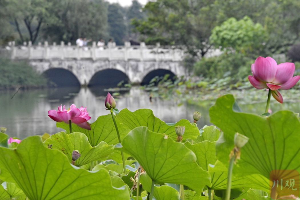 九洲湖(成都工業學院郫都校區內人工湖泊) 九洲湖(成都工業學院郫都校區內人工湖泊)