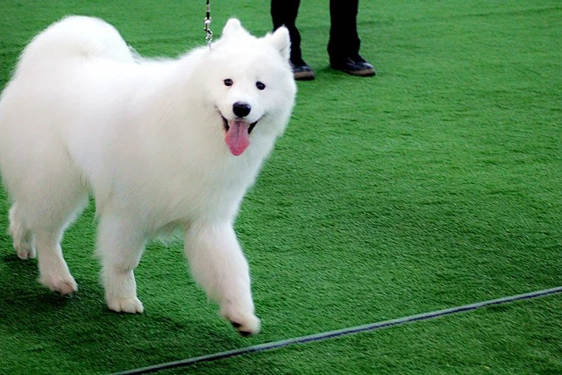 薩摩耶犬(雪橇犬（薩摩耶德雪橇犬）)