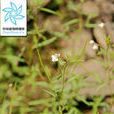 闊柱柳葉菜 闊柱柳葉菜